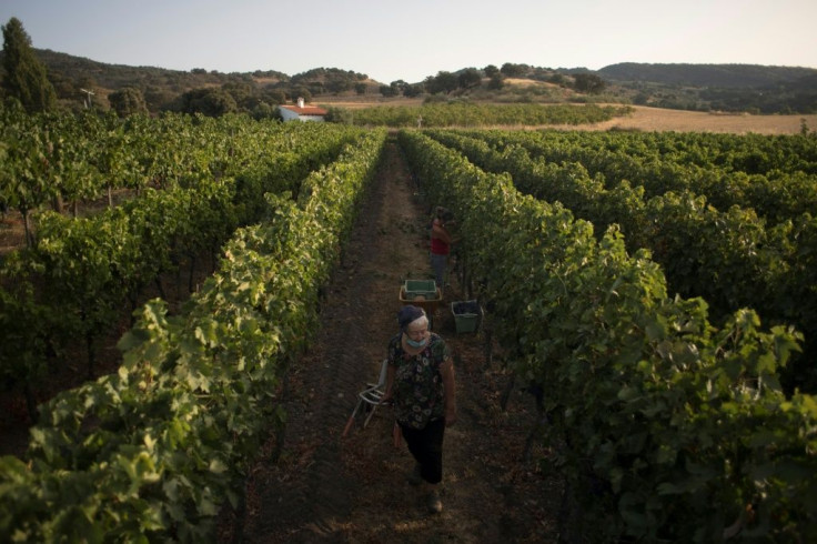 Before Schatz moved there, wine hadn't been produced in this part of southern Spain in 100 years