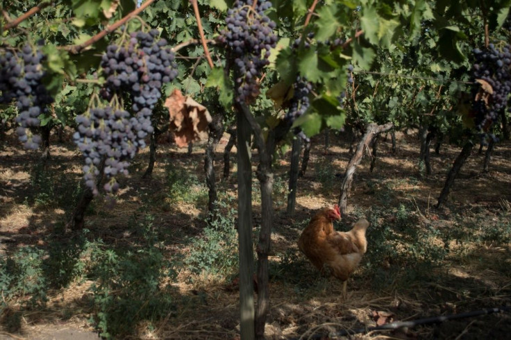 Schatz now has some 15,000 vines, producing wines from nine varieties of grape