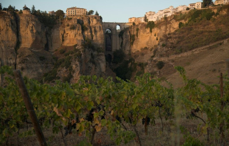 Winemaking in the Ronda highlands dates back to Roman times but disappeared following a phylloxera epidemic, which hit in 1878