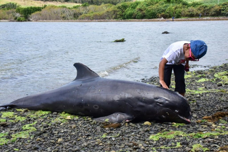 Nine melon-headed whales, also called electra dolphins, washed up on the shores of Mauritius after the disaster, boosting speculation of a link to the spill