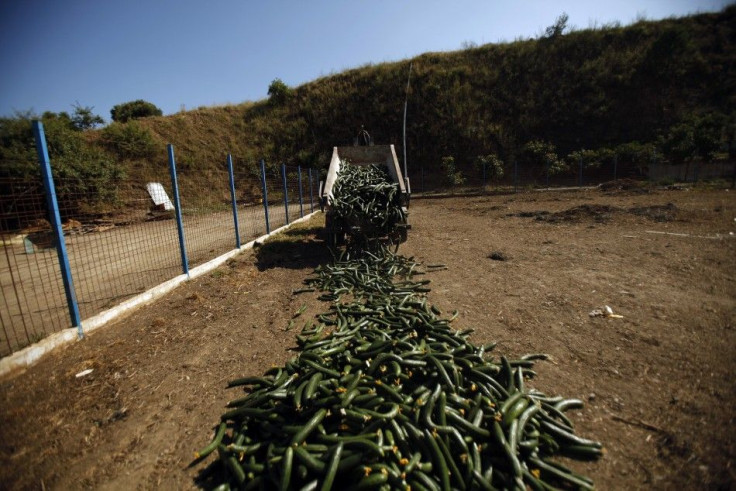 A farmer unloads discarded cucumbers to feed his goats in Algarrobo