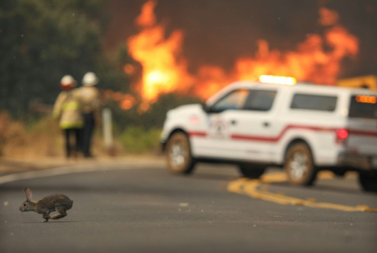 A rabbit crosses the road with flames from a brush fire during the Valley Fire in Jamul, California