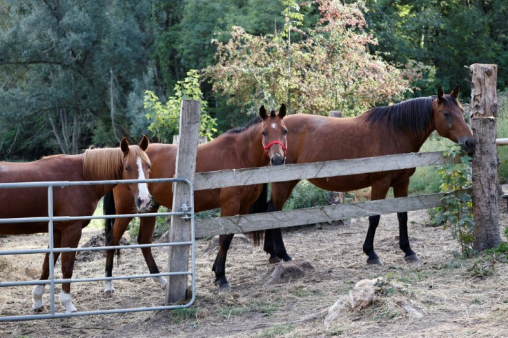 Reports have come throughout the summer, sometimes on an almost daily basis, of new horse mutilations across France