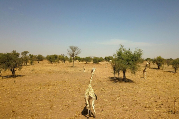 A brutal attack at the Koure Giraffe Reserve has brought put a conservation success story in doubt, and the fall-out could be long-lasting