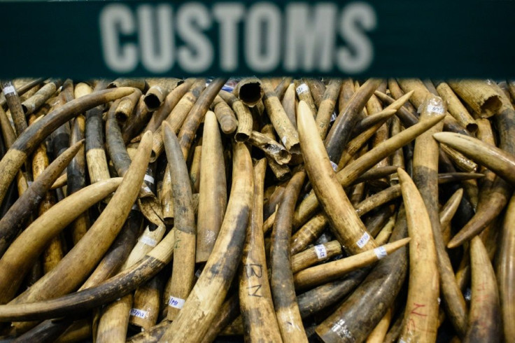 Seized elephant ivory tusks in Hong Kong