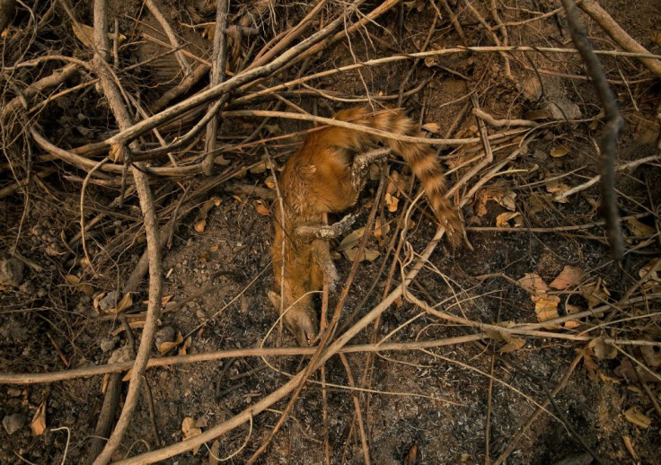 The carcass of a raccoon in a burnt area of the Pantanal wetlands, Mato Grosso State, Brazil in August 2020
