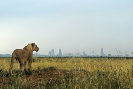 A lion looks towards the Nairobi skyline  - the Living Planet Index warns that continued natural habitat loss increased the risk of future pandemics as humans expand their presence into ever closer contact with wild animals