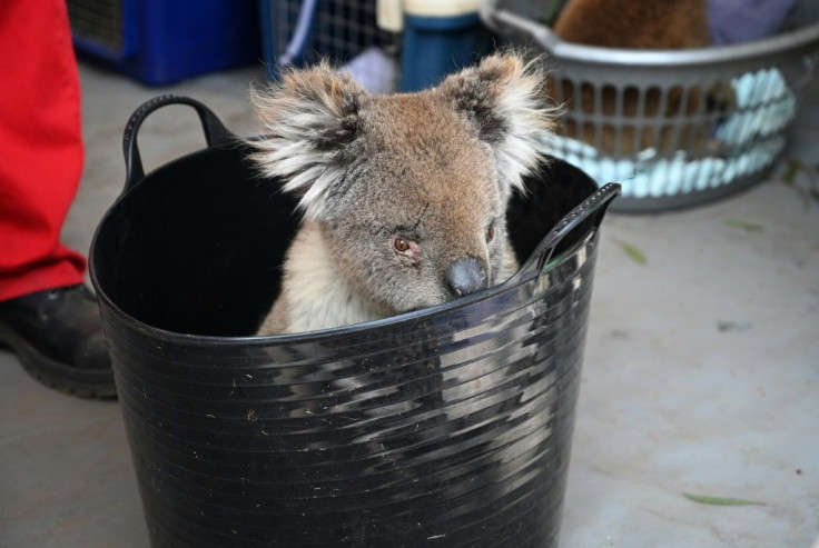 Unprecedented Australian bushfires have destroyed vast swathes of koala habitat