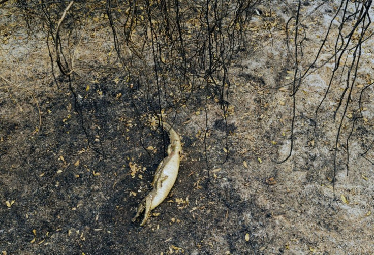 The carcass of an alligator killed during a fire in the Pantanal wetlands, Mato Grosso State, Brazil, on August 27, 2020, picture in a handout image released by Projeto Solos on September 9.Fires raging in the Pantanal, the biggest tropical wetlands on