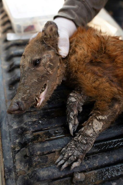 A raccoon killed during a fire in the Pantanal wetlands, Mato Grosso State, Brazil, on August 27, 2020, in a picture released by Projeto Solos