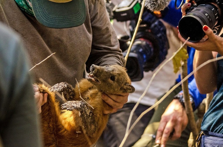 Biologists hold a raccoon rescued from a burning area of the Pantanal wetlands, Mato Grosso State, Brazil. Fires raging in the Pantanal, the biggest tropical wetlands on Earth, are threatening a nature reserve known as the home to the world's largest jagu