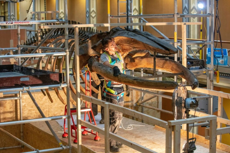 The roof acts as a hanging bracket for the museums' two prize possessions -- two whale skeletons