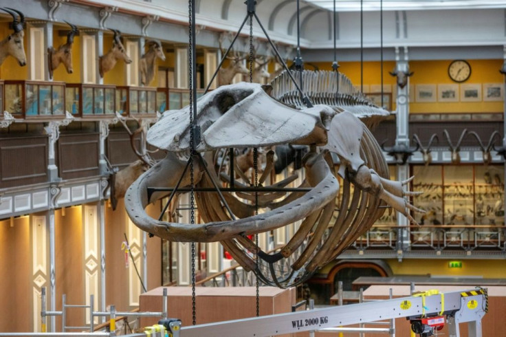 The 65-foot (20-metre) skeleton of a fin whale - the second largest species on the planet after the blue whale - has towered over the hall since the late 19th century