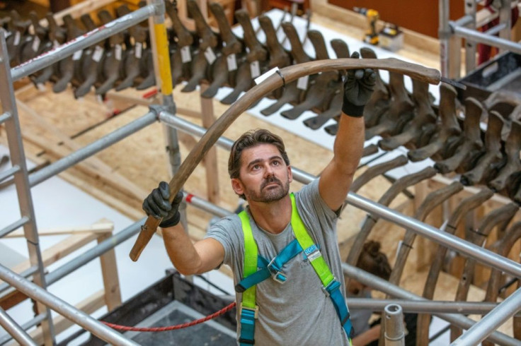 Dismantling a whale is a specialist profession - and a leviathan task