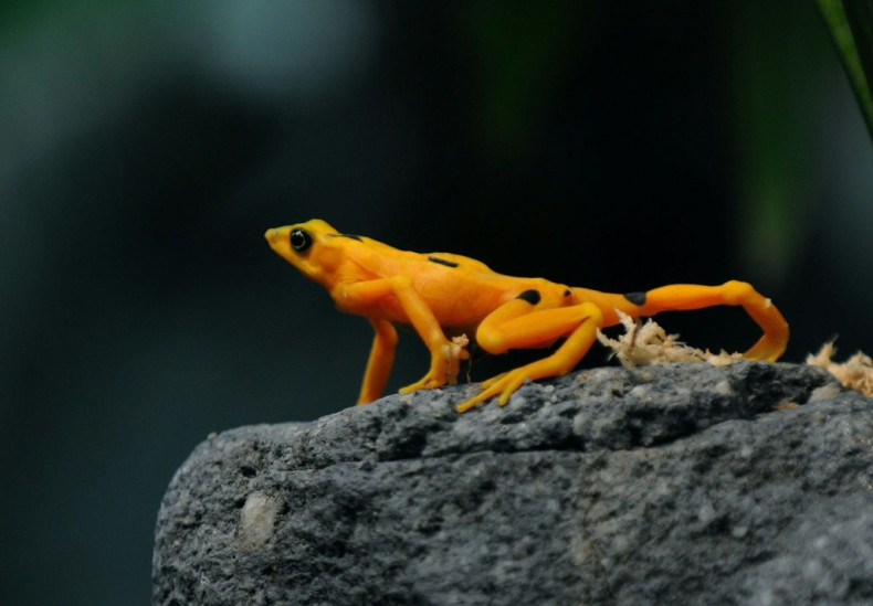 A Panamanian golden frog is pictured at El Nispero Zoo and Botanical Garden, east of Panama City, in 2009