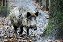 Japan, China and South KoreaÂ suspended pork imports from Germany after a case of African swine fever in the carcass of a wild boar in Brandenburg, near the German-Polish border