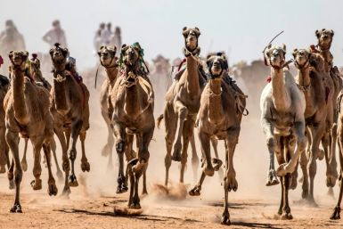 Camels run on a dirt track during a race in Egypt's South Sinai desert after a hiatus of more than six months due to the coronavirus outbreak