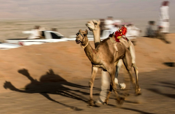 Camels with robot jockeys run on a dirt track during a race in Egypt's South Sinai desert