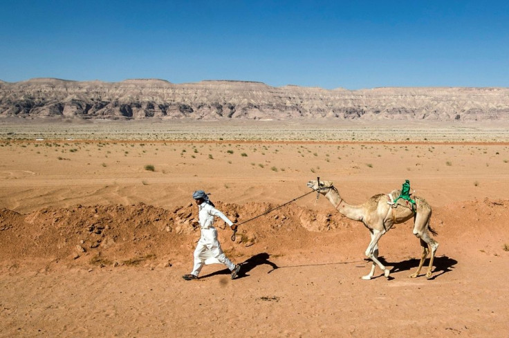A Bedouin man runs with his camel as he prepares it to take part in a race in Egypt's South Sinai desert