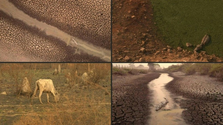 Animal carcasses litter the surroundings of the Transpantaneira road, which crosses the Pantanal in Brazil's Mato Grosso state, after raging fires consumed part of the world's largest tropical wetland.