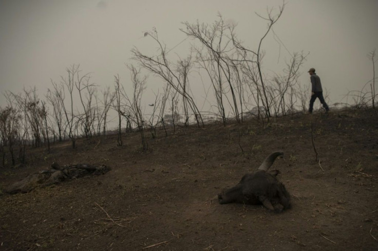 Brazilian tour guide Roberto Carvalho Macedo looks for signs of an injured jaguar in a burnt area of the Pantanal, the world's largest tropical wetlands -- reduced to ashes in places by record wildfires
