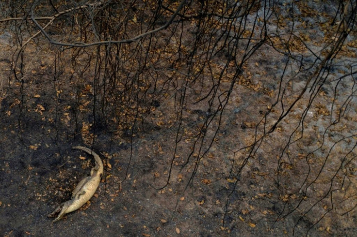 The Pantanal, a region famous for its wildlife, is suffering its worst fires in more than 47 years, destroying vast areas of vegetation and causing death of animals caught in the fire or smoke