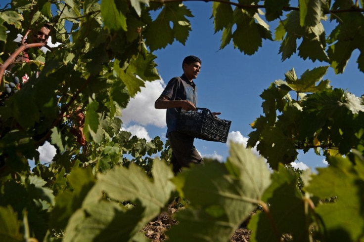 A worker collects grapes in a vineyard in the Sidi Bel Abbes highlands, some 435 kilometres (270 miles) southwest of the Algerian capital