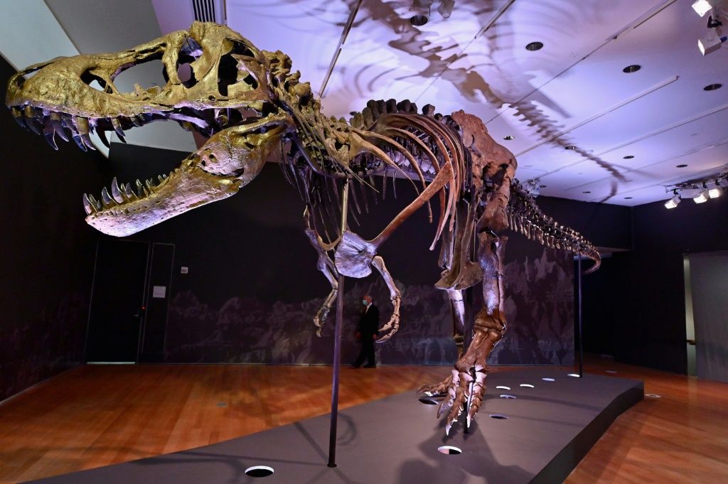 How Much Is A T. Rex Fossil Worth? Stan, ‘The Most Expensive Dinosaur ...