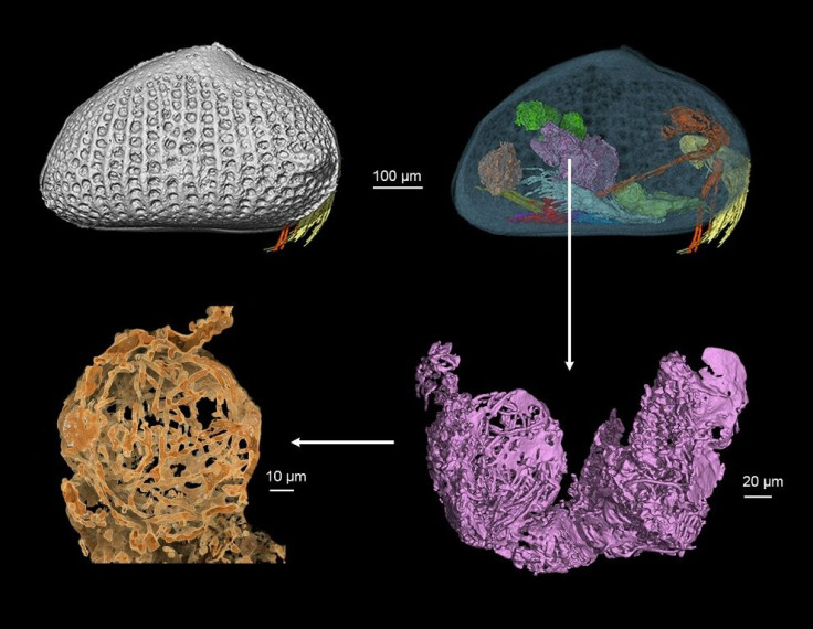 The sperm was found inside an ostracod -- a type of crustacean that has existed for 500 million years and can be found in many oceans today