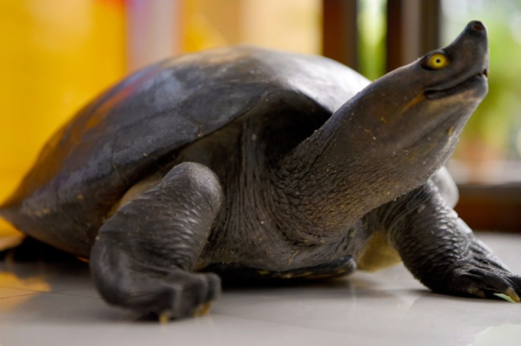 Turtles are frequently eaten in Cambodia, but the Australian ambassador to the country has apologised after posting pictures of him being served the dish