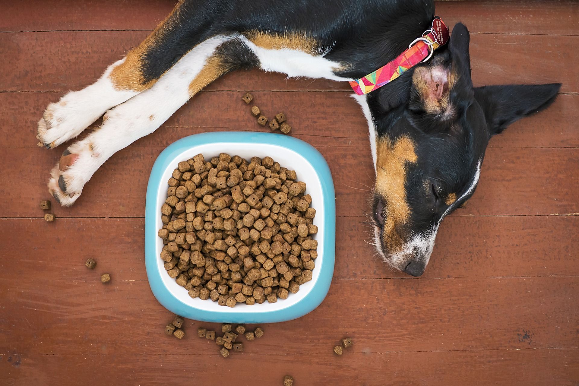 Dry dog food hot sale recall vitamin d