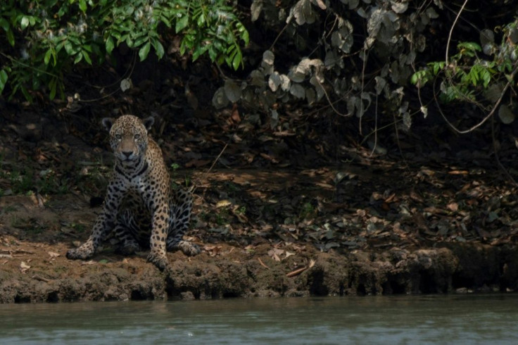 Some 23,500 square kilometers (9,000 square miles) of the Brazilian Pantanal wetlands have gone up in smoke between January 2020 and September 2020, nearly 12 percent of the area