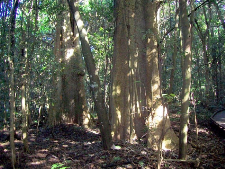 Giant Stinging Trees