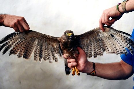 Veterinarians working for El Salvador's environment ministry hold a Roadside Hawk (Rupornis magnirostris) after performing a feather transplant to enable it to fly again