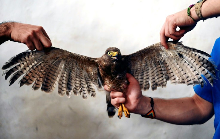 Veterinarians working for El Salvador's environment ministry hold a Roadside Hawk (Rupornis magnirostris) after performing a feather transplant to enable it to fly again