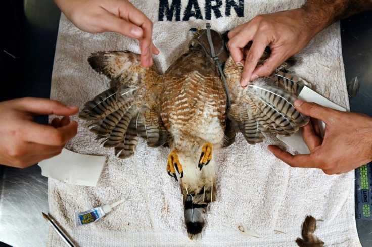 A mutilated roadside hawk lies on an operating table as vets work to graft on a new set of wings