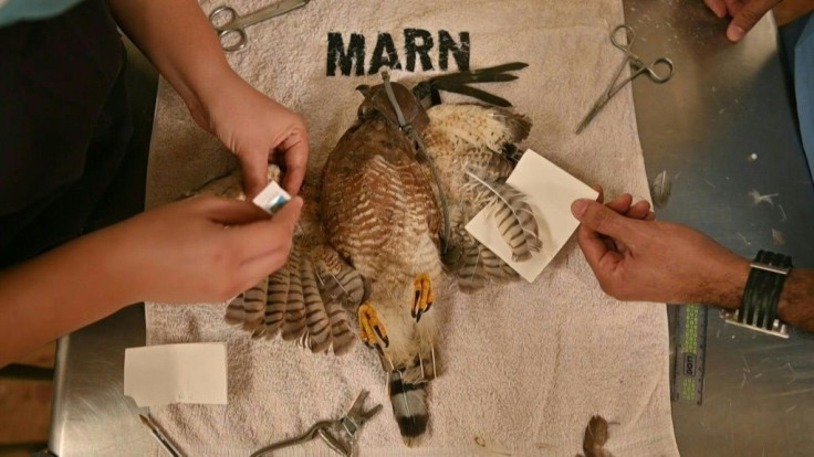 A team of veterinarians who treat rescued animals at their Salvadoran clinic perform a feather transplant on a roadside hawk.