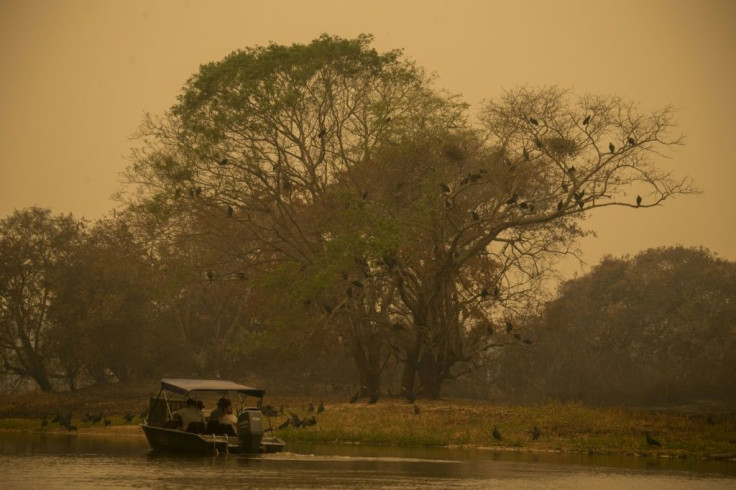 Volunteers look for an injured jaguar in the Pantanal, a region famous for its wildlife