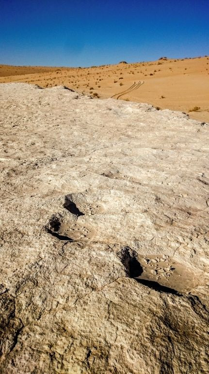 This undated handout photo obtained September 16, 2020 shows elephant trackway recently discovered in Saudi Arabia's Nefud desert