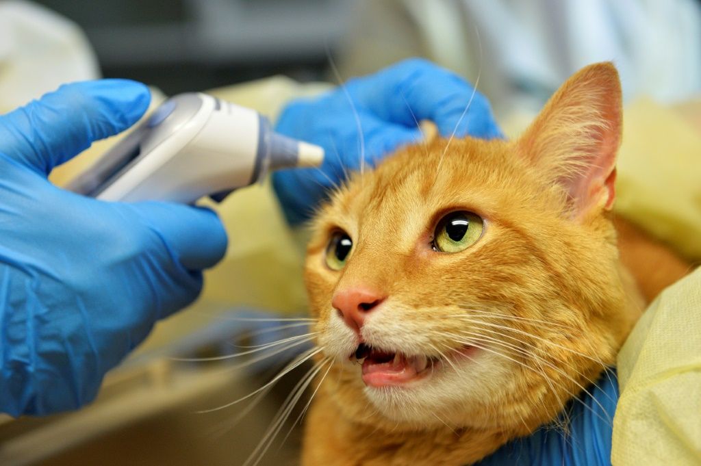 Paw-ly In The Pandemic: Pets Can Catch Virus From Owners | IBTimes