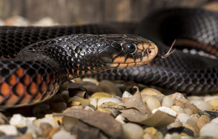 Red Bellied Black Snake 