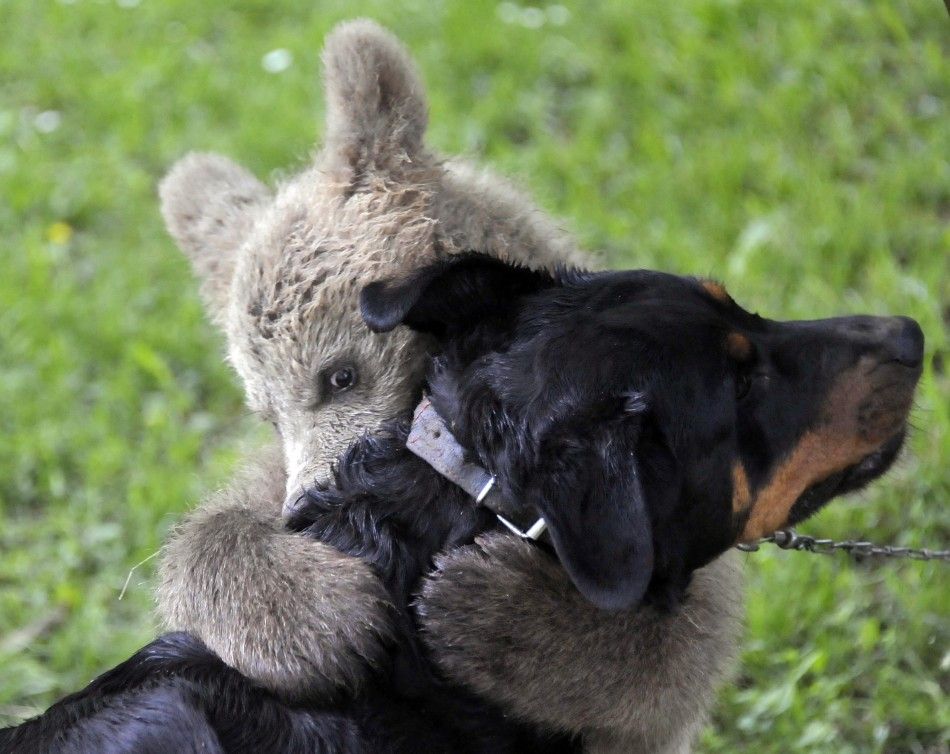 Brown bear cub Medo plays with the Logar family dog in Podvrh village, central Slovenia