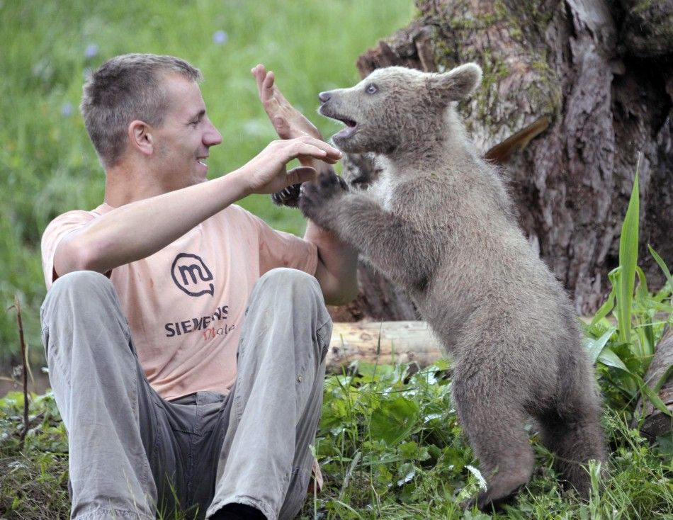 Matevz Logar plays with brown bear cub Medo in Podvrh village, central Slovenia
