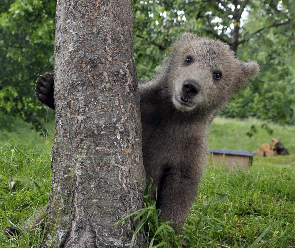 Matevz Logar plays with brown bear Ursus arctos cub Medo in Podvrh village, central Slovenia June 1, 2011. The Slovenian Logar family has adopted the three-and-half-month-old bear cub that strolled into their yard about 30 days ago. Although the family 