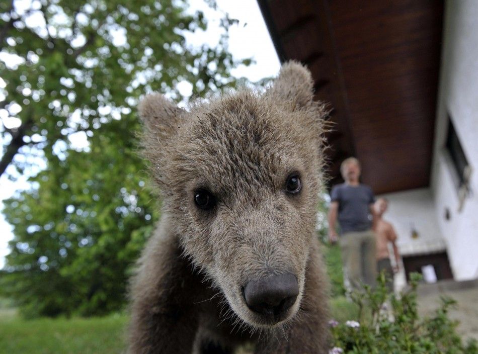 Brown bear cub Medo is seen near the Logar family house in Podvrh village, central Slovenia