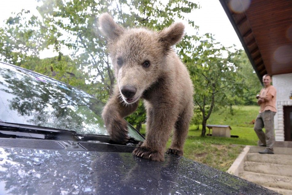 Matevz Logar watches as brown bear cub Medo climbs on a car in Podvrh village, central Slovenia