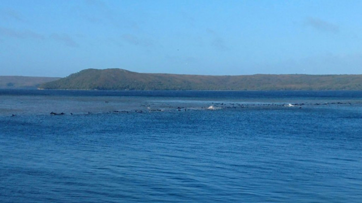 The whalesÂ are believed to be stranded on a sandbar