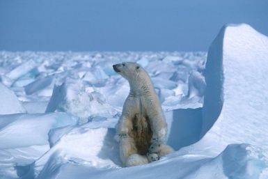 A polar bear with its cubs in the Alaska sea ice in 1985 -- Arctic summer sea ice melted in 2020 to the second smallest area since records began 42 years ago, US scientists announced