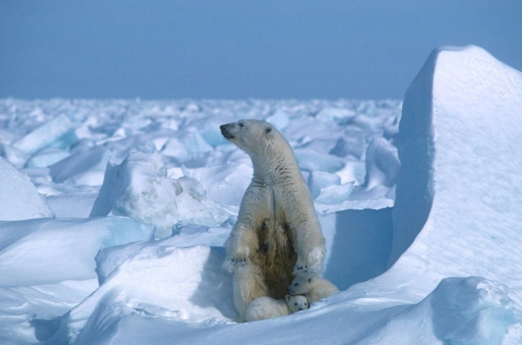 A polar bear with its cubs in the Alaska sea ice in 1985 -- Arctic summer sea ice melted in 2020 to the second smallest area since records began 42 years ago, US scientists announced