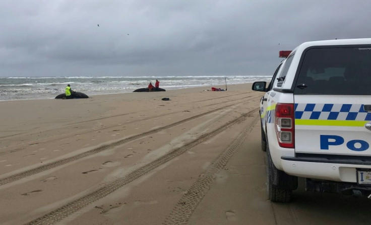 Rescuers are battling cold, wet conditions as well as the harbour's unusual tides to try and save the surviving whales